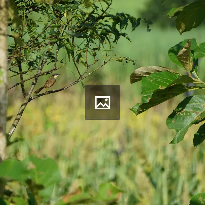 Bird on a Branch in Greenery