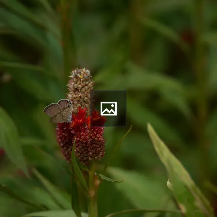 Butterfly on Red Flower