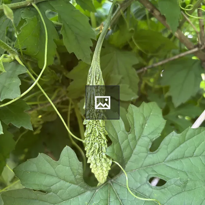 Young bitter gourd on vine