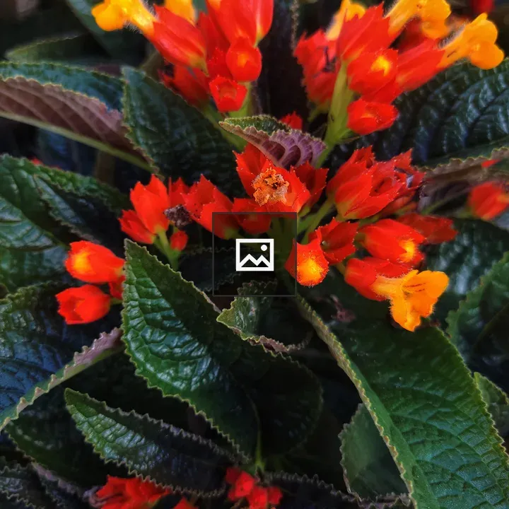 Close-up of vibrant flowers