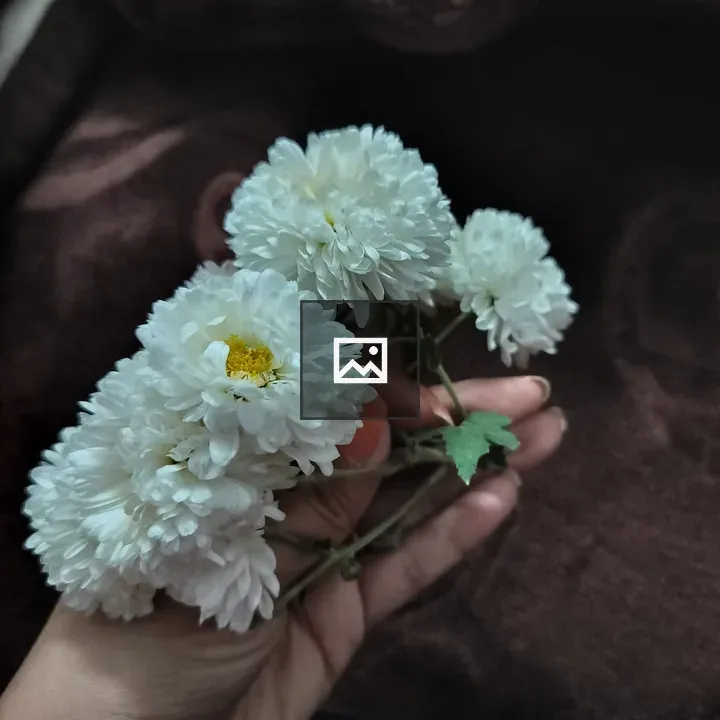 Hand with white chrysanthemums bouquet