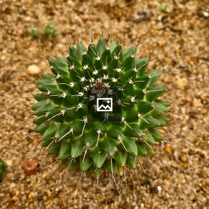 Round Green Cactus