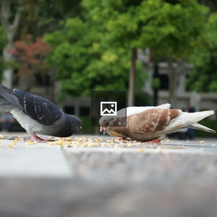 Group of pigeons eating corn