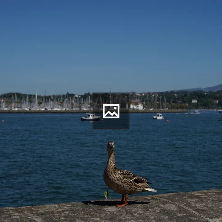 Duck on Coastal Edge