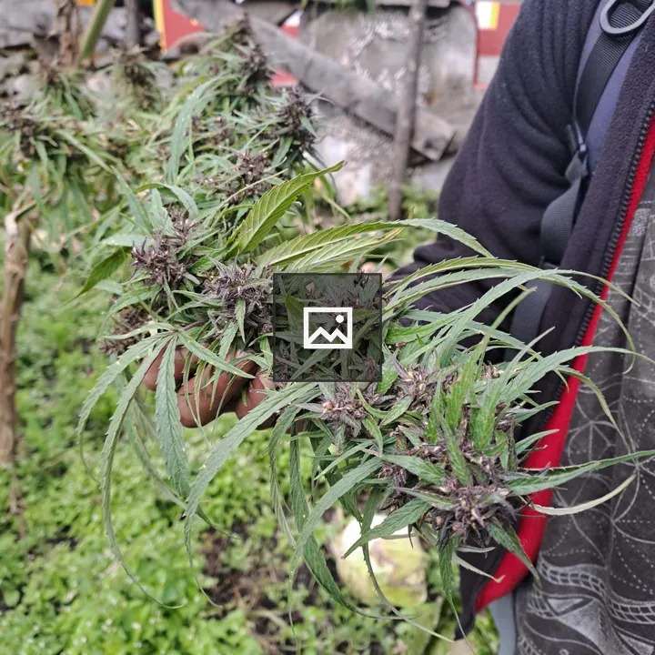 Person Holding Cannabis Branch