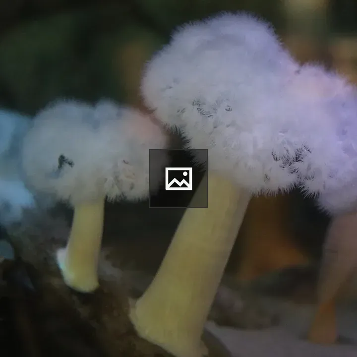 White mushroom-like polyp