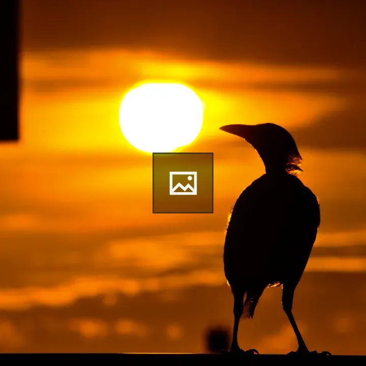 Bird silhouette at sunset