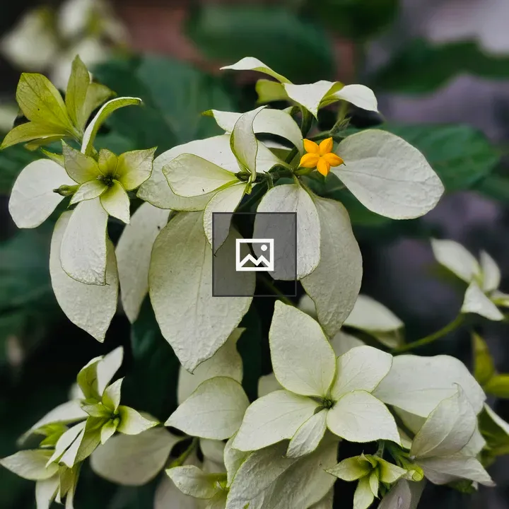 White Mussaenda Flower