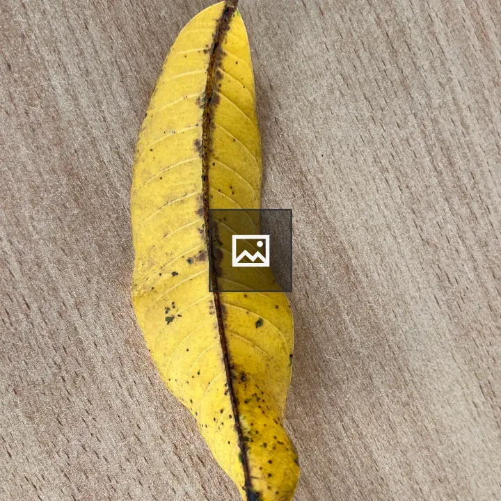 Yellow mango leaf on gray