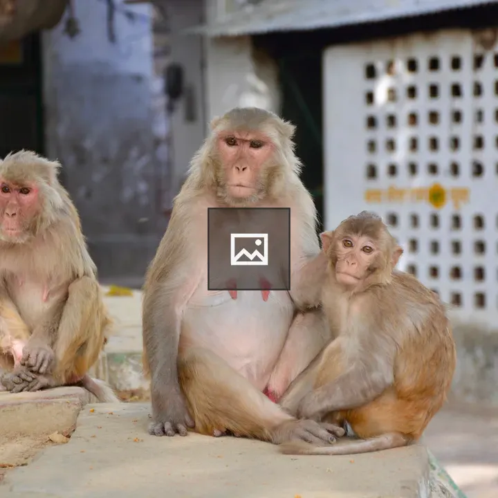 Family of rhesus macaques