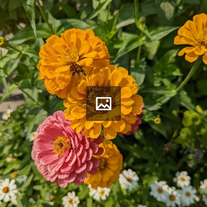Orange and pink zinnia flowers