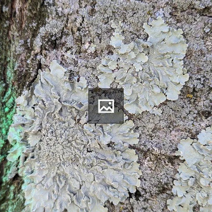 Fungus on Tree Trunk