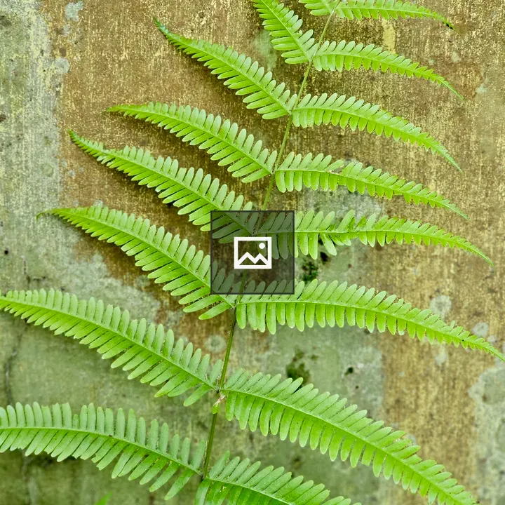 Fern frond against wall
