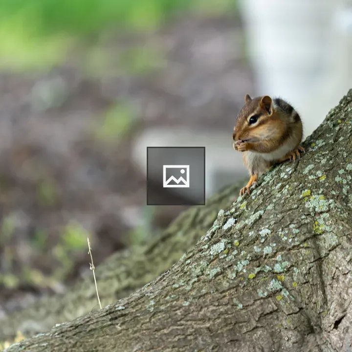 Chipmunk on a Tree Root