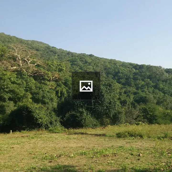 Lush green hillside with trees