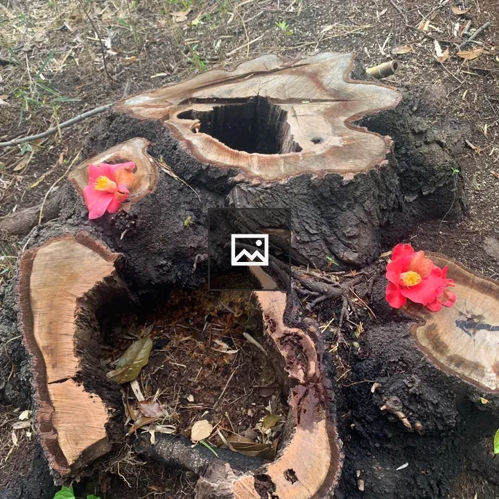 Camellia on a stump in Inohana Park