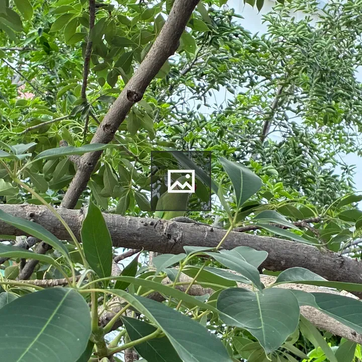 Rose-ringed Parakeet on Branch