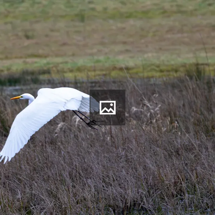 Great egret flying above a meadow