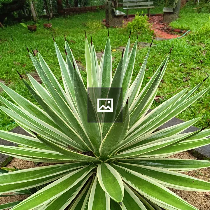 Caribbean Agave Plant