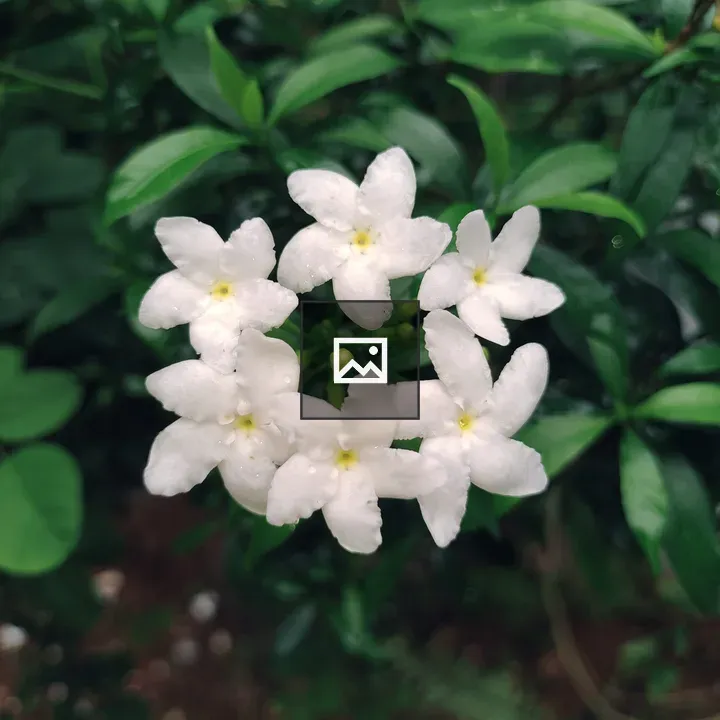 Circle of white flowers with bud