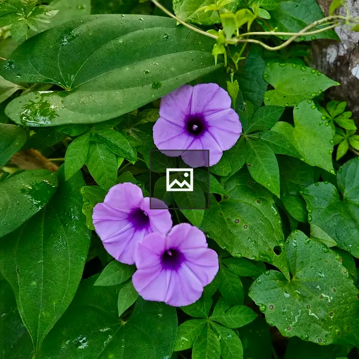 Morning glory blooms in forest floor