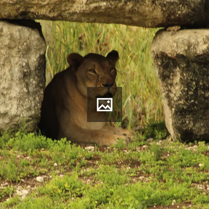 Lioness Resting Under Rocks