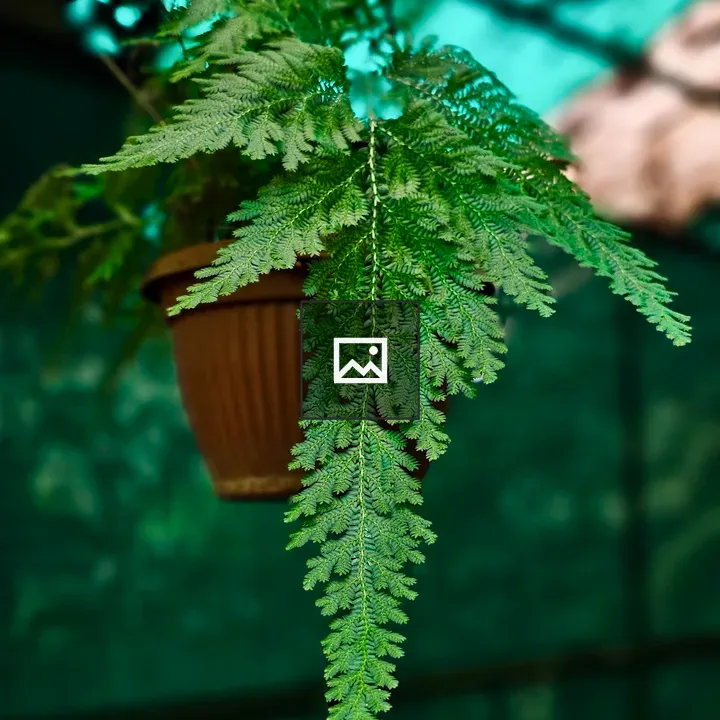 Hanging fern fronds