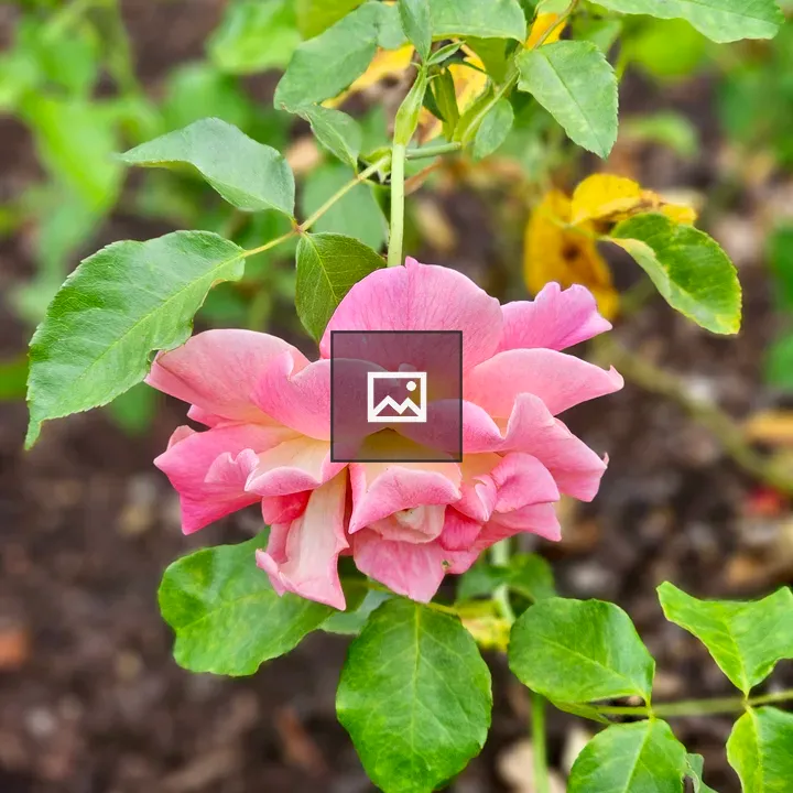 Pink Rose in Evening Light