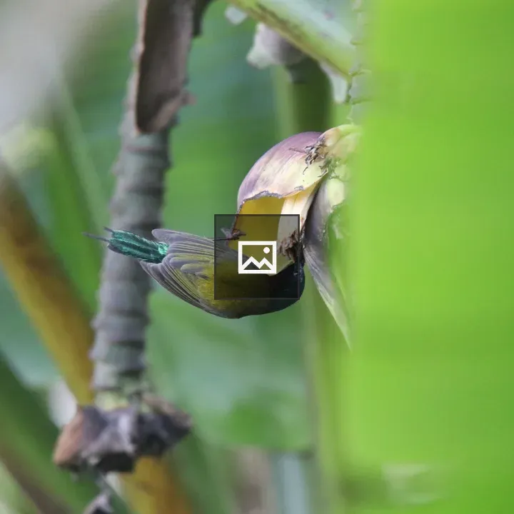 Fork-tailed sunbird feeding