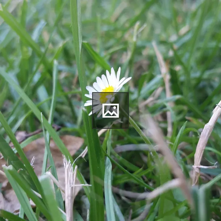 Little white daisy