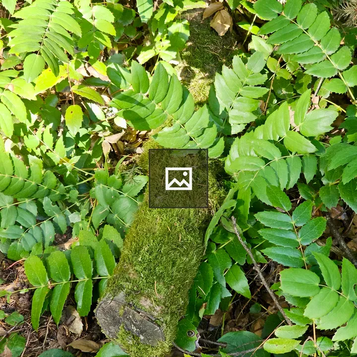 Mossy Log with Green Leaves