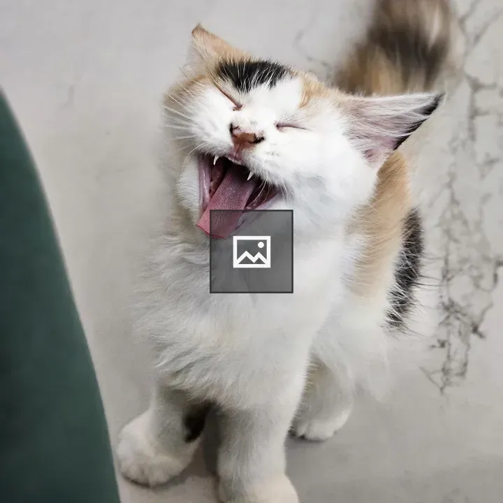 Cat yawning showing teeth