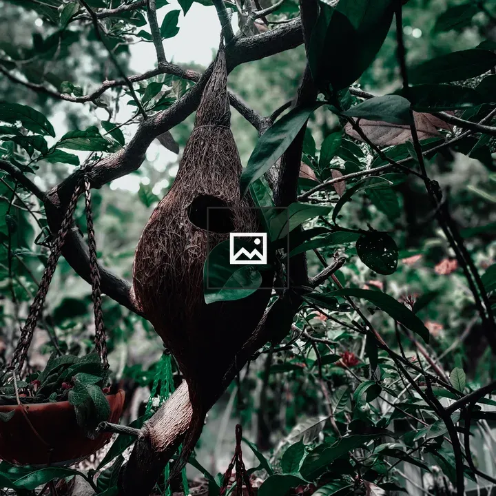 Hanging bird nest on branch