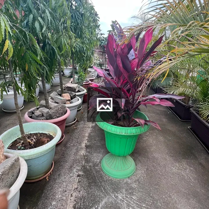 Plants in plastic buckets