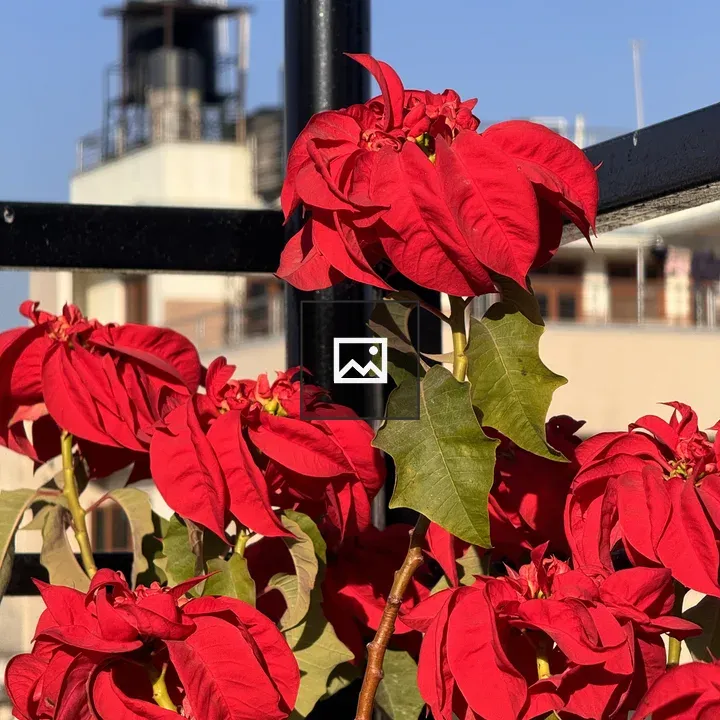 Poinsettia flower