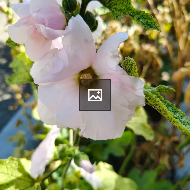 Delicate pink and white flower