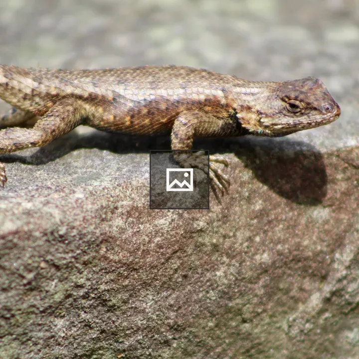 Lizard on sunlit rock