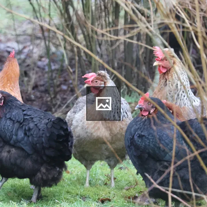 Group of six chickens in grass