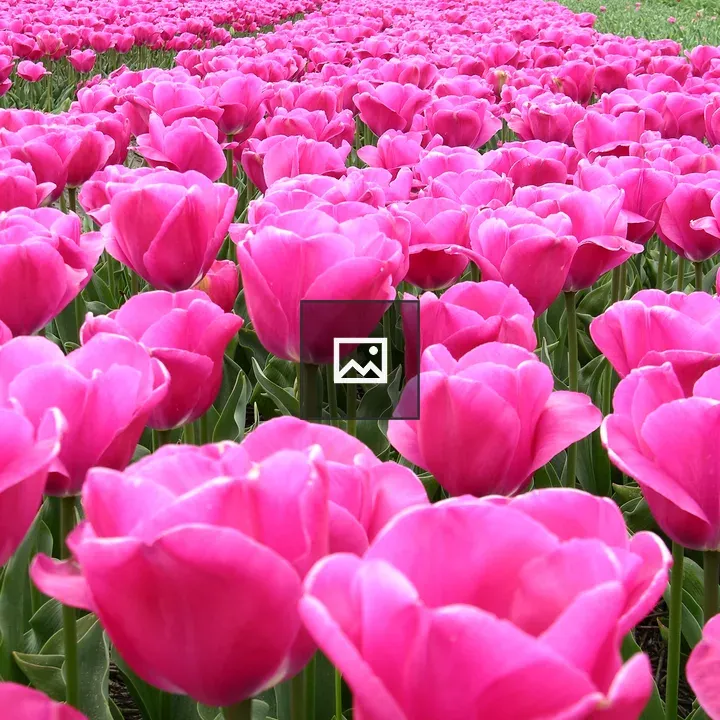 Tulips in Lisse