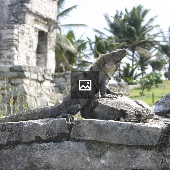 Iguana on Stone Wall