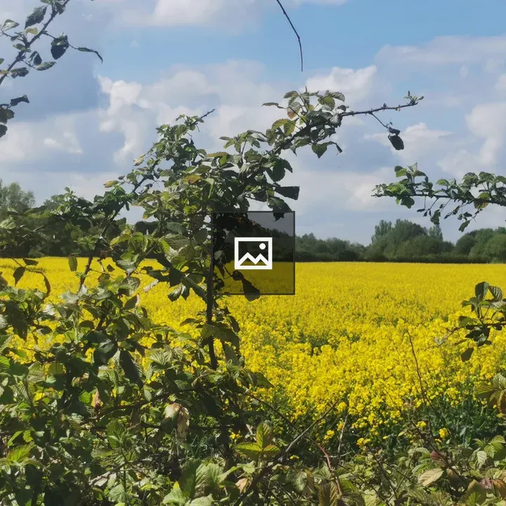 Field of yellow mustard flowers