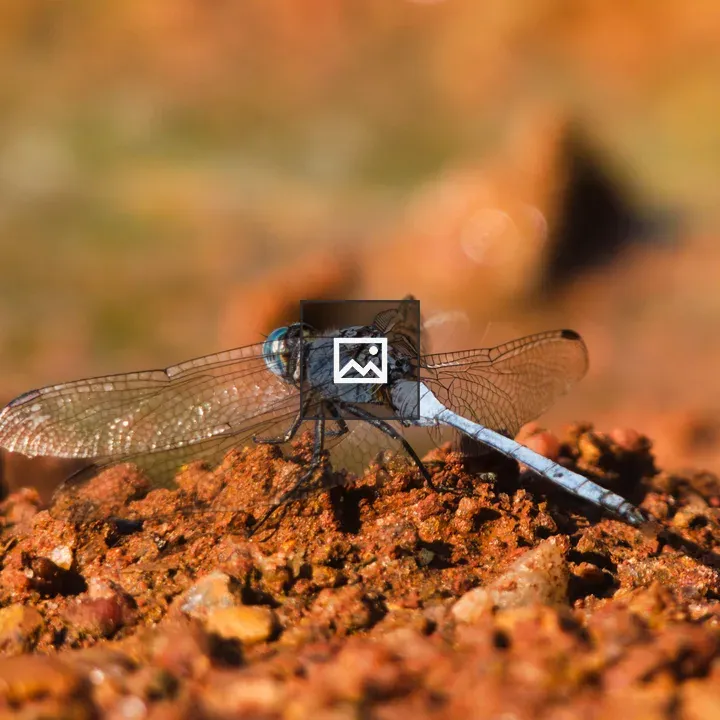 Dragonfly on reddish soil