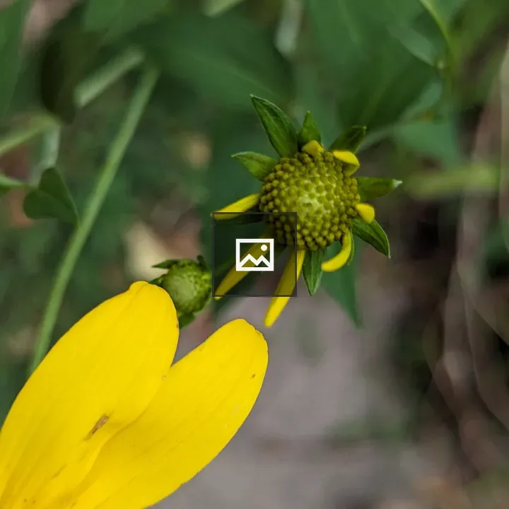 Small Sunflower Blooming Up Close