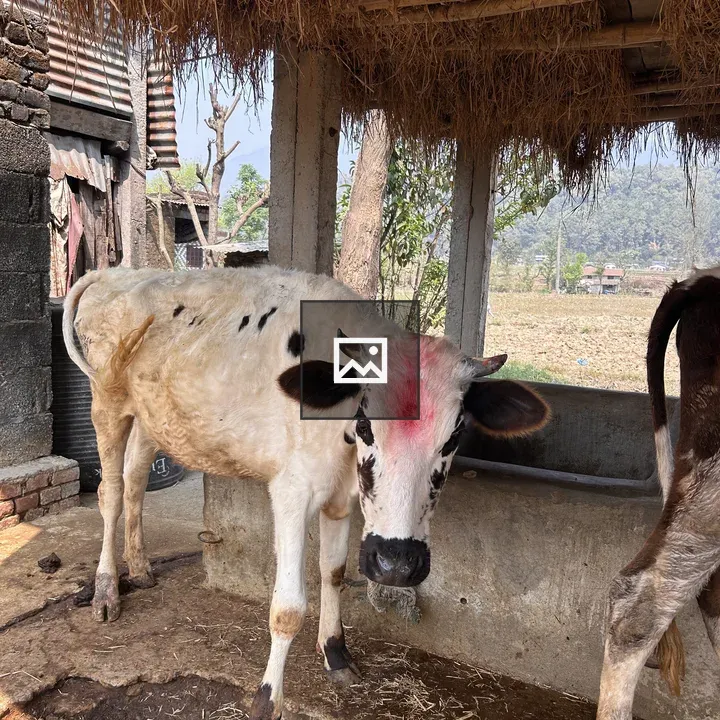 White cow with red forehead mark