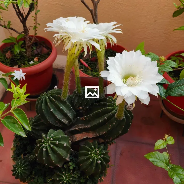 Potted cactus with white flowers