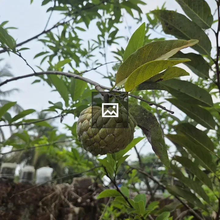 Green Sugar Apple on Branch