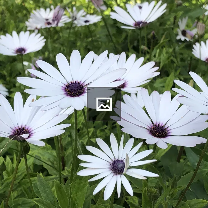Daisies with Purple Centers
