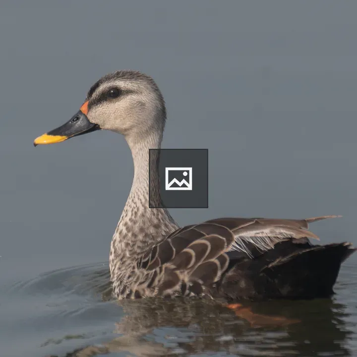 Indian Spot-billed Duck