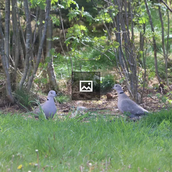 Two Collared Doves