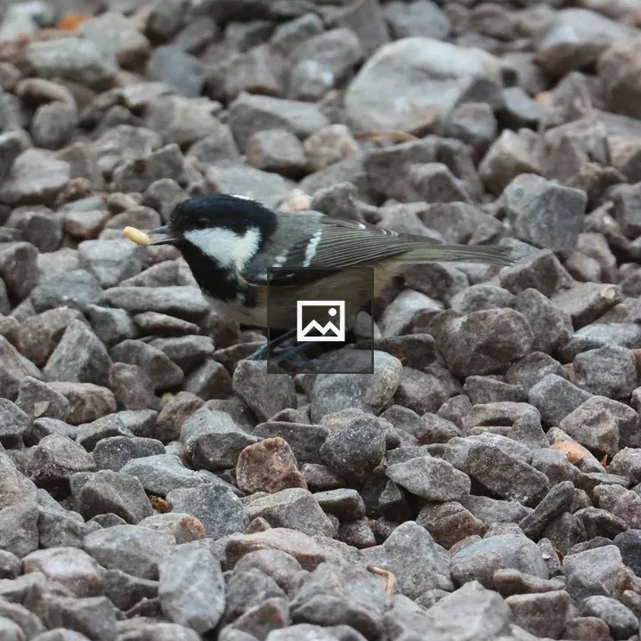 Coal Tit with Peanut in Beak